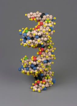 Phi en la estructura del ADN | Geometría Sagrada